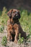 BRIARD 260